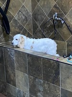 Bathing Dog 1