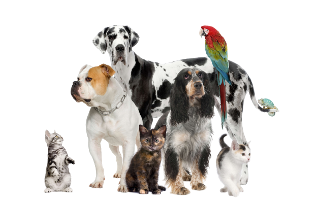 group-of-pets-standing-in-front-of-white-backgroun-2021-08-26-18-00-00-utc__1_-removebg-preview