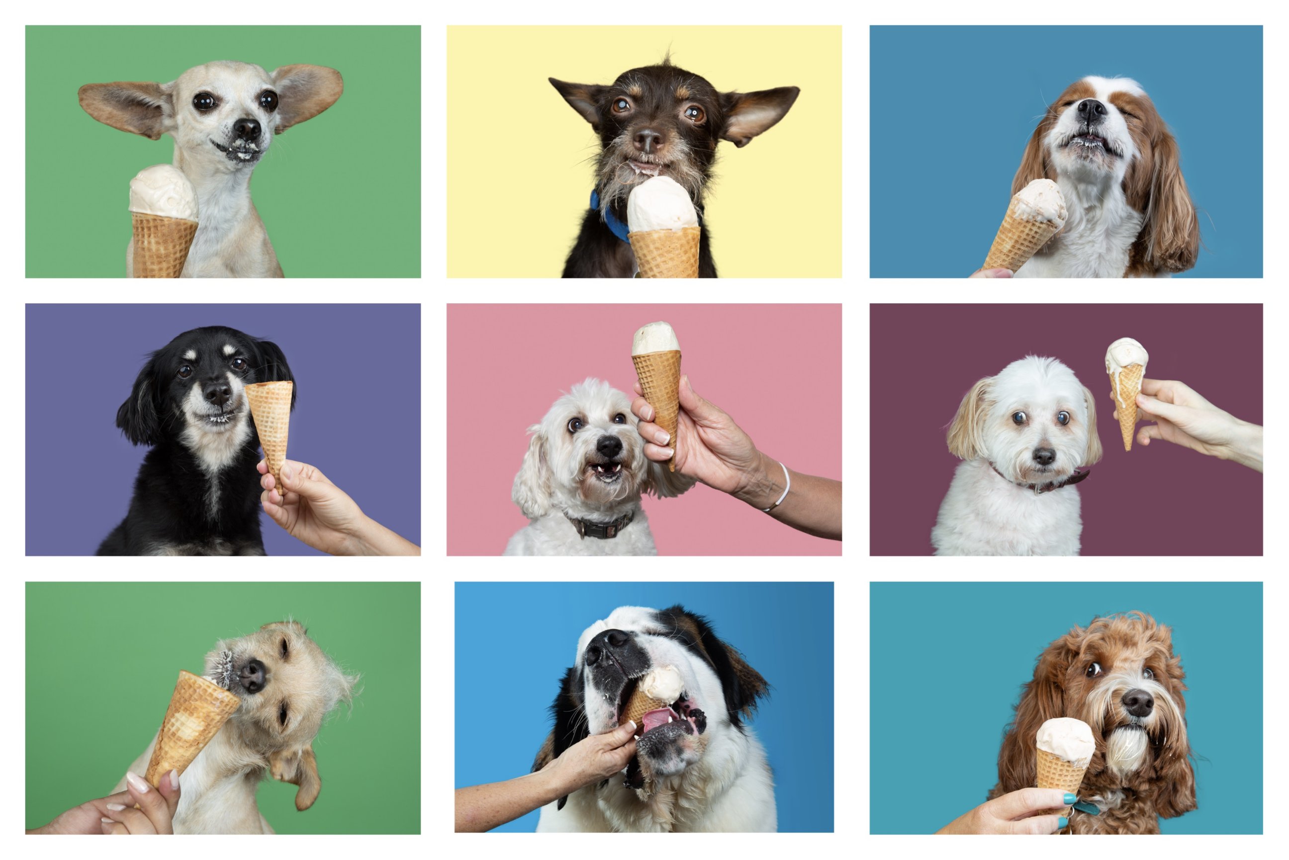 Wagging Tails Ice Cream Social - Saturday, September 23rd!