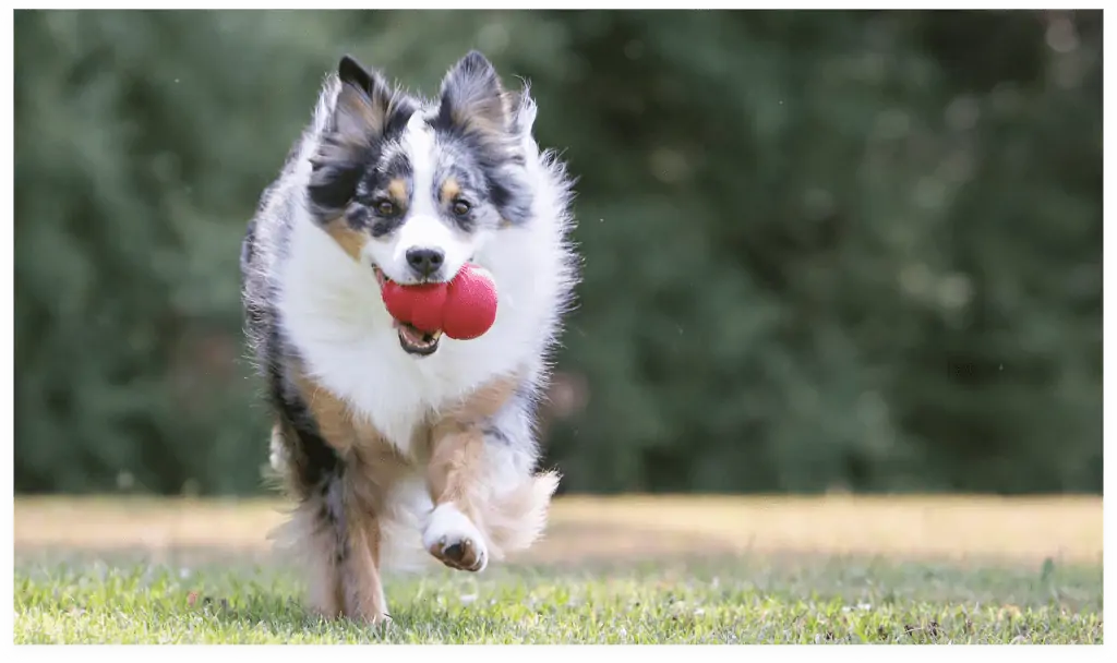 Strengthen the bond with your animal through toys