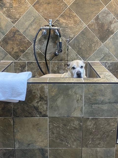 Dog washing