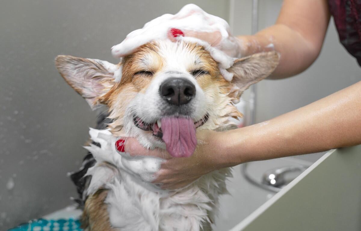 The Importance of Regular Pet Grooming