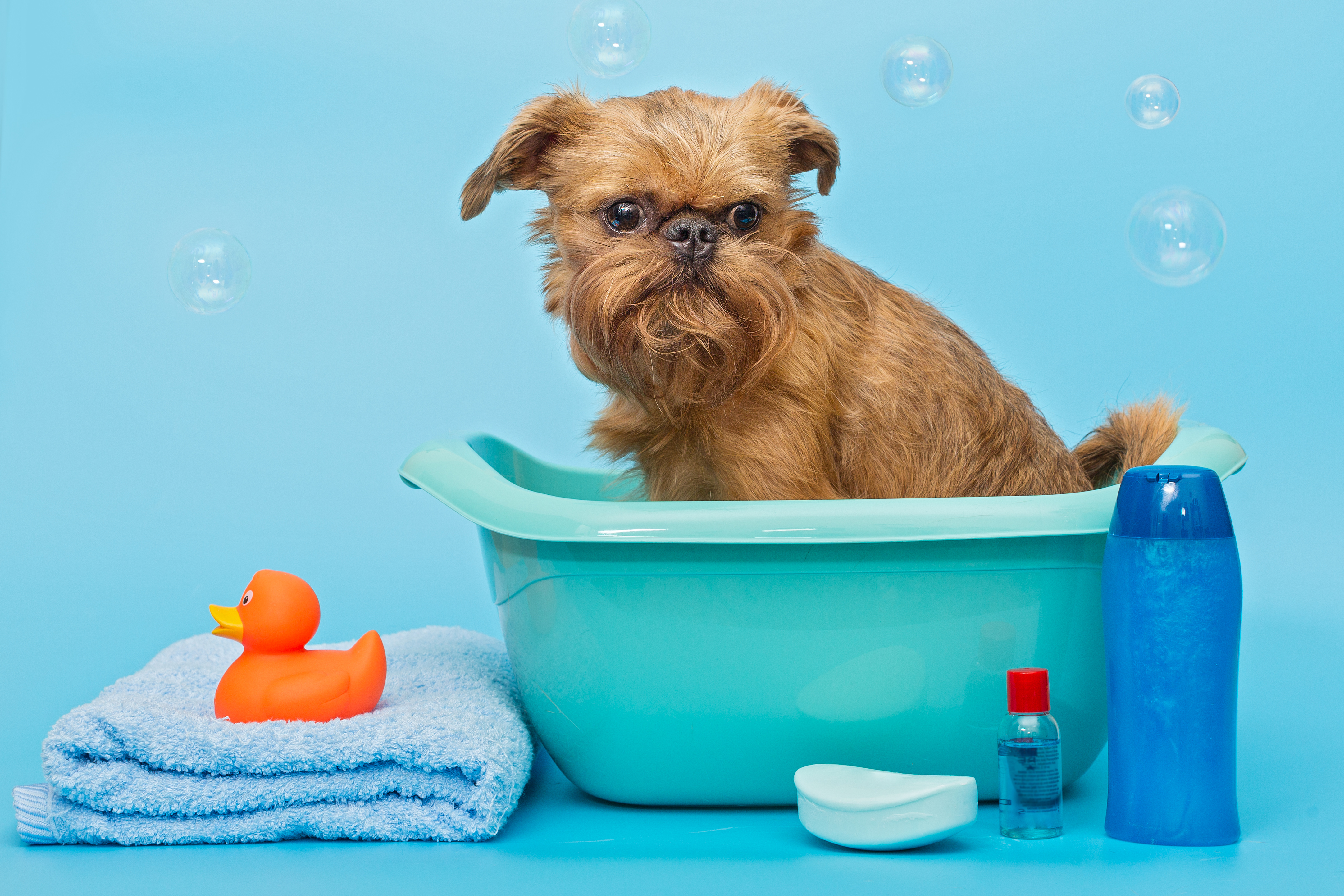 brussels-griffon-dog-washes-in-a-basin-2021-09-04-02-51-12-utc